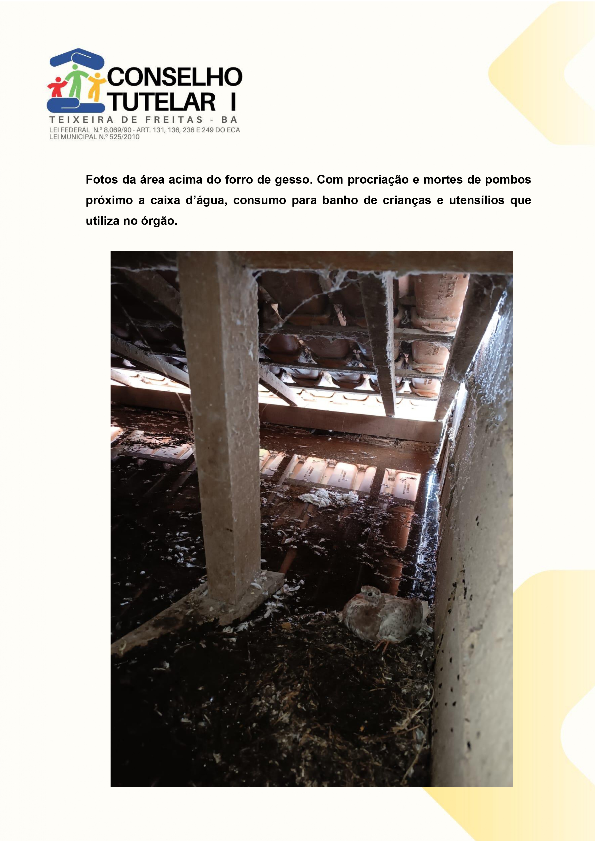 Forro da sede com pombos mortos e em procriação